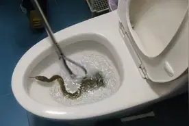 吓人！江苏一女子上厕所，马桶里居然钻出一条蛇！蛇进家怎么办？图片