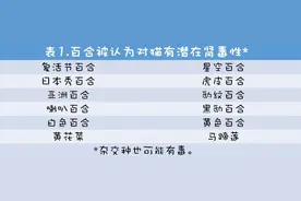 百合对猫的毒性图片