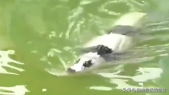 熊猫：真实存在的上古恐惧，为什么只有人类觉得大熊猫很可爱？