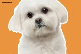 宠物医院不会说的秘密图片