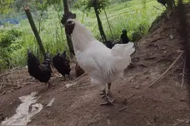 黑鸡是乌鸡吗图片