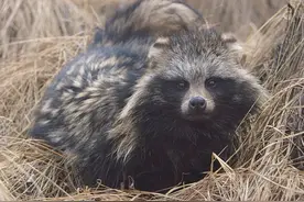 东亚貉入侵欧洲，活埋狗獾强占獾窝，害獾断子绝孙，多亏猞猁救命图片
