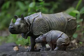 盘点世界上最硬的五种生物，就连子弹都打不穿，全身都被金属覆盖图片