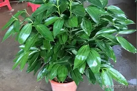 桂皮是什么树的皮，剥皮后树还能活吗？图片