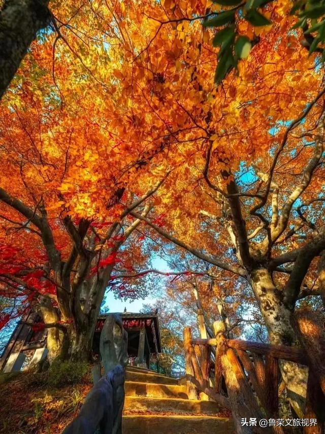 光雾山秋记：在川东北的群山间，邂逅一场红叶的狂欢