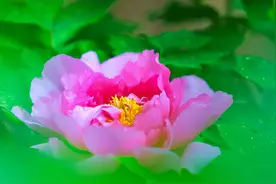 图集：郑州公园，牡丹花开！图片