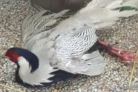 安徽池州: 白鹇“误闯民宅”，村民与志愿者成功救助！ | 绿会保护地图片