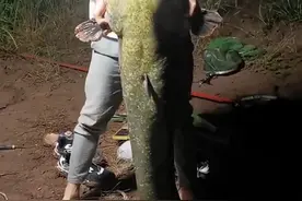 入冬后野钓虾肉钓法攻略，钓起来的都是河鲜图片