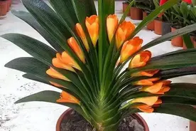 君子兰长势差，盆里倒上“三废渣”，根系有劲，次月涌现“群花”图片