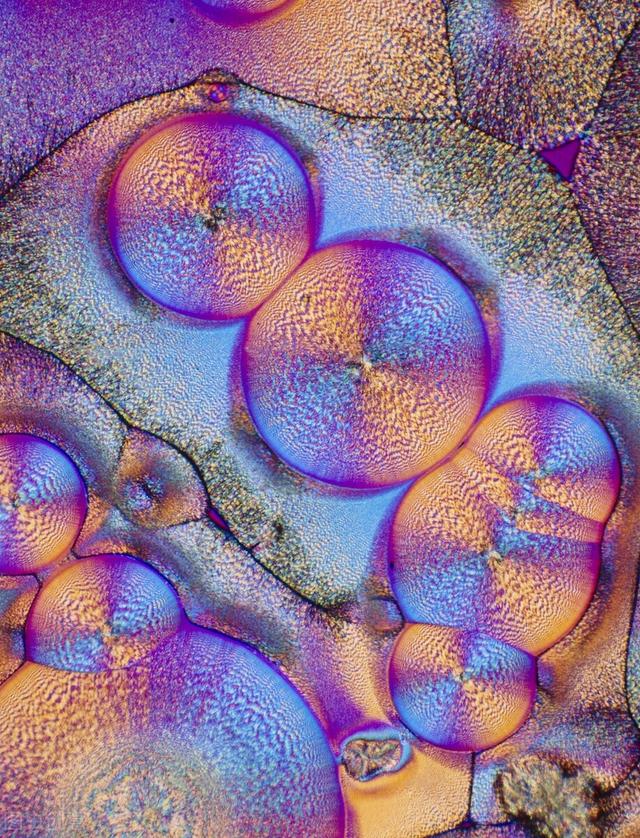 “蛋白质”“氨基酸”人体最重要的营养素之一