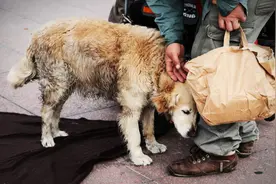 狗狗中途换了主人，它会伤心吗？图片