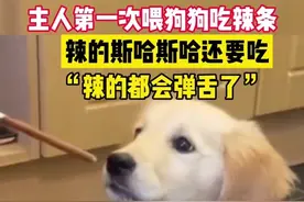 主人第一次喂狗狗吃辣条 “辣的都会弹舌了”图片