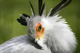 非洲蛇鹫：一脚踩死黑曼巴，两脚踹晕小猎豹，吃蛇比平头哥更凶残图片