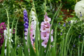 种草花必看！这几款花型丰富、独特的草花让你迎接金秋的绚丽盛景图片