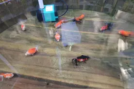 只要是一喂鱼、一换水、一买鱼，为什么观赏鱼或者水质就出问题？图片