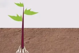 挖个坑，埋点土，直接栽红薯？错了！这才是正确方式图片