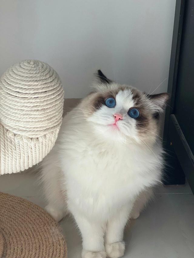 一分钟,带你了解这"美若天仙"的布偶猫!