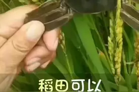 稻田里面养河蟹图片