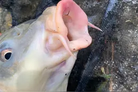 钓鲫鱼该用几号钩？野钓我常年使用这3种鱼钩，分享一下经验图片