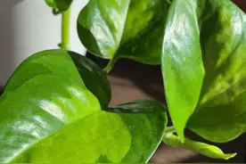 4种耐阴且耐看的盆栽观叶绿植，可以长期养在室内半阴处图片