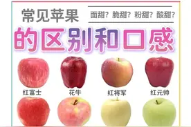 常见苹果的区别和口感图片