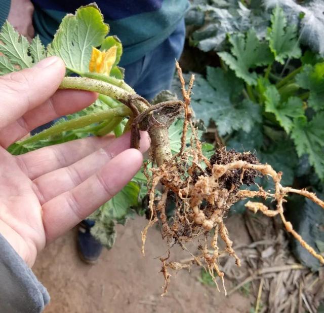 网红叶面肥“一喷绿”，玩的是个套路，不要被名字迷惑而交智商税