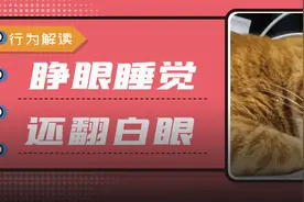 猫咪睡觉为啥会翻白眼？图片