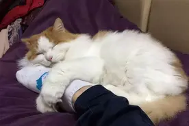 原来猫咪喜欢“上床睡”，在它心里，是这样想的图片