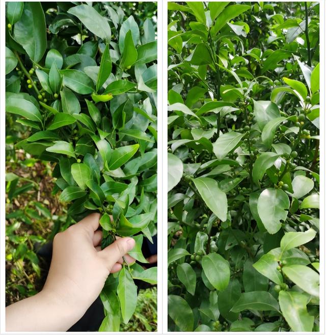 6鏈堢鐞嗭綔鑴辫偉涓ラ噸鑶ㄦ灉鎱㈡垚棣栬闂锛佹灉涓ぇ灏忓樊璺濆ぇ锛岃灗铏梾澶? onerror=