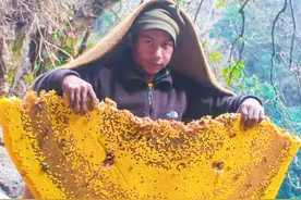 喜马拉雅山采蜜人：绝壁采蜜，专供尼泊尔皇室，每公斤售3500美元图片