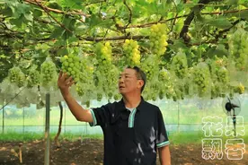 农人的最佳归属：在差异化的道路上找到比较舒适的生存空间图片