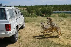 车在野外抛锚了，遇到狼群，躲在车里安全吗？图片