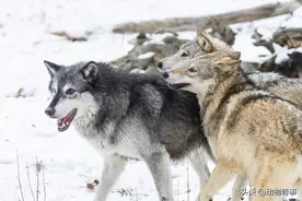 月夜，狼王带着狼群来袭，大家依托帐篷防御，老兽医:这次危矣图片