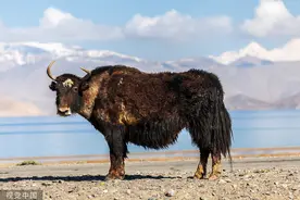 牦牛冬季如何饲养？牦牛的养殖方法和技术大全图片