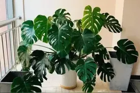 4种花，养在卧室，助睡眠，晚上睡得香图片
