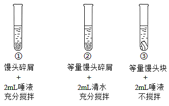 中考生物一轮复习 专题训练八 人的食物来自环境