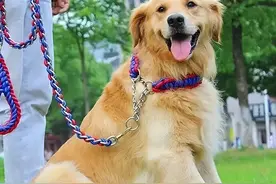 带狗遛弯时佩戴牵引绳，有这么难吗？图片