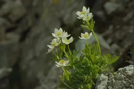 命如春花，不经意间已然飘落图片