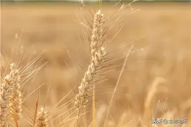 小麦补贴一亩多少钱？来看看这些地区的补贴标准图片
