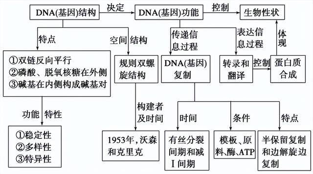 高中生物-基因的本质与表达