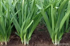 韭菜什么时候移栽最好？怎么做才能粗胖油绿？四点老经验图片