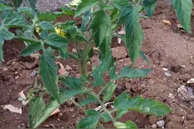 家里种蔬菜为啥长不快？老菜农一个简单办法，让蔬菜长得快还丰产图片