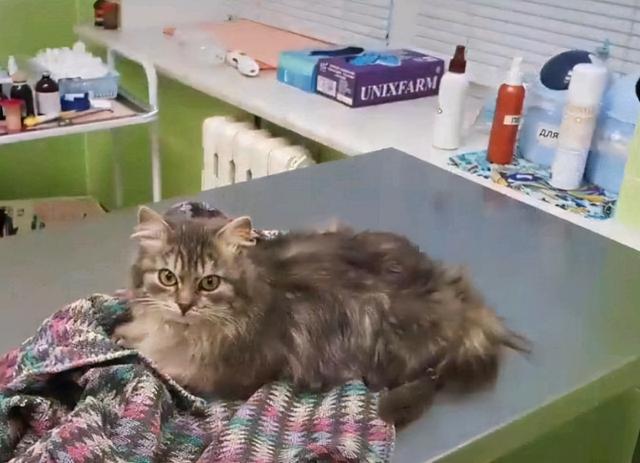 小猫被冻成了“冰雕”,无奈地定格在雪地里:有人来帮帮我吗?