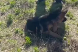 浙江宁波 牧羊犬不慎被捕兽器夹住，老人施救无果求助消防图片