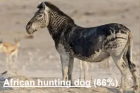 斑马识别成狗，AI犯错的原因被斯坦福找到了丨开源图片