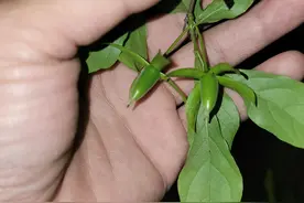 老鸦柿嫁接之腹接，牙签接图片