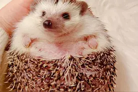 论刺猬的行为特征与习性图片