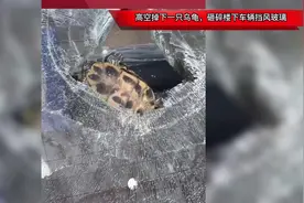 天降“神龟”砸坏车！路人：心有余悸图片