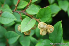每天学习一味中药——檵木图片