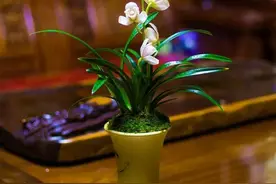 兰花“叶尖焦黄”，是在释放“求救信号”，赶快补救图片